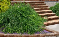 Unraveled Weeping Boxwood - 3 Gallon Pot -Plant Promotion Store buxus sempervirens unraveled weeping boxwood 15