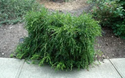 Unraveled Weeping Boxwood - 3 Gallon Pot -Plant Promotion Store buxus sempervirens unraveled weeping boxwood 7