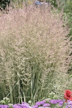 Avalanche Feather Reed Grass (Calamagrostis) - 3 Gallon Pot -Plant Promotion Store calamagrostis x acutiflora avalanche feather reed grass 4