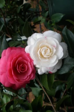 April Dawn Cold Hardy Camellia Japonica - 1 Gallon Pot -Plant Promotion Store camellia april dawn 21 1