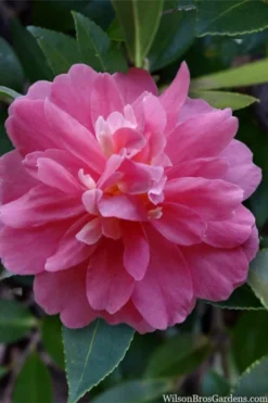 Autumn Spirit Camellia - Hybrid - 1 Gallon Pot -Plant Promotion Store camellia autumn spirit 22