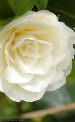 Dahlonega Camellia Japonica - 3 Gallon Pot -Plant Promotion Store camellia dahlonega 3