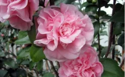Debutante Pink Camellia Japonica - 3 Gallon Pot -Plant Promotion Store camellia debutante pink 5 1