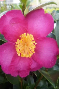 Hiryu Camellia Sasanqua - 3 Gallon Pot -Plant Promotion Store camellia hiryu 2
