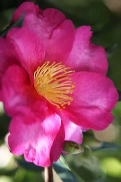 Hiryu Camellia Sasanqua - 3 Gallon Pot -Plant Promotion Store camellia hiryu 3