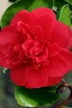 Curly Lady Camellia Japonica - 1 Gallon Pot -Plant Promotion Store camellia japonica curly lady 1