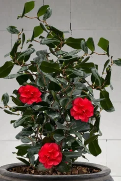 Curly Lady Camellia Japonica - 1 Gallon Pot