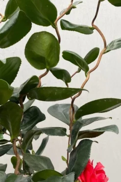 Curly Lady Camellia Japonica - 1 Gallon Pot -Plant Promotion Store camellia japonica curly lady 2