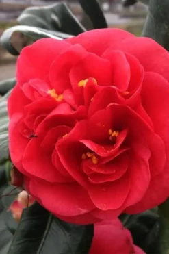 Curly Lady Camellia Japonica - 1 Gallon Pot -Plant Promotion Store camellia japonica curly lady 6