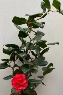 Curly Lady Camellia Japonica - 1 Gallon Pot -Plant Promotion Store camellia japonica curly lady 8
