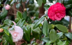 LA Peppermint Camellia Japonica - 3 Gallon Pot 10 LA Peppermint Camellia Japonica - 3 Gallon Pot -Plant Promotion Store camellia japonica la peppermint 101