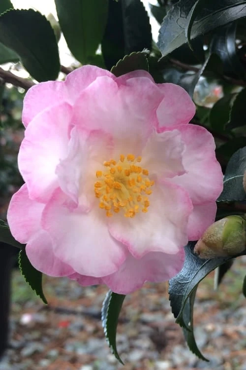 October Magic Orchid Camellia - 3 Gallon Pot 1 October Magic Orchid Camellia - 3 Gallon Pot