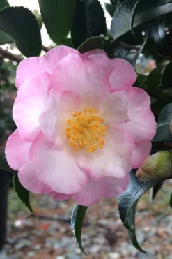 October Magic Orchid Camellia - 2 Gallon Pot