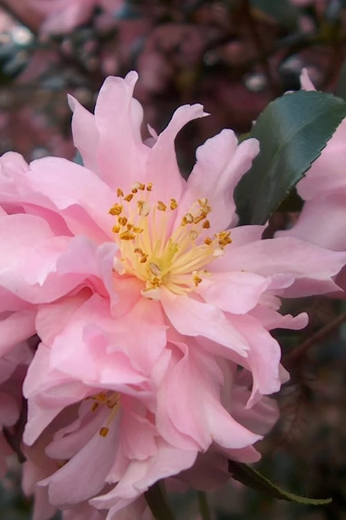 Pink Snow Camellia Sasanqua - 3 Gallon Pot 1 Pink Snow Camellia Sasanqua - 3 Gallon Pot