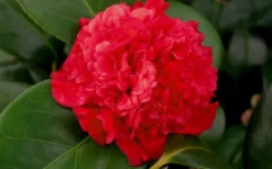 Professor Sargent Camellia Japonica - 3 Gallon Pot -Plant Promotion Store camellia professor sargent bloom