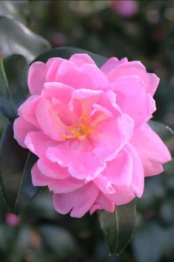 Sagamio Wabisuke Camellia - 3 Gallon Pot -Plant Promotion Store camellia sagamio wabisuki 1