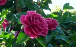 Purple Haze Camellia - 1 Gallon Pot -Plant Promotion Store camellia sasanqua purple haze 2