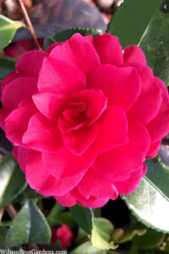 Purple Haze Camellia- 2 Gallon Pot -Plant Promotion Store camellia sasanqua purple haze 4 1