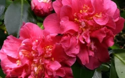 Scentsation Fragrant Camellia Japonica - 1 Gallon Pot -Plant Promotion Store camellia scentsation 3