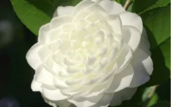 Sea Foam White Camellia Japonica - 1 Gallon Pot 7 Sea Foam White Camellia Japonica - 1 Gallon Pot -Plant Promotion Store camellia sea foam 3