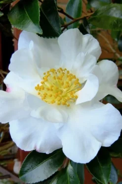 Setsugekka Fragrant Camellia Sasanqua - 7 Gallon Pot -Plant Promotion Store camellia setsugekka 3