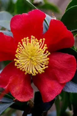 Yuletide Camellia Sasanqua - 7 Gallon Pot (3-4') 15 Yuletide Camellia Sasanqua - 7 Gallon Pot (3-4') -Plant Promotion Store camellia yuletide best