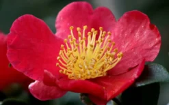 Yuletide Camellia Sasanqua - 7 Gallon Pot (3-4') 14 Yuletide Camellia Sasanqua - 7 Gallon Pot (3-4') -Plant Promotion Store camellia yuletide flower closeup