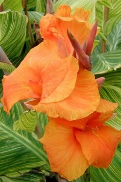 Bengal Tiger Canna Lily - 1 Gallon Pot -Plant Promotion Store canna pretoria bengal tiger 1