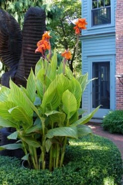 Bengal Tiger Canna Lily - 1 Gallon Pot -Plant Promotion Store canna pretoria bengal tiger 2