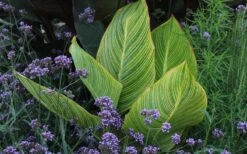 Bengal Tiger Canna Lily - 1 Gallon Pot -Plant Promotion Store canna pretoria bengal tiger 3