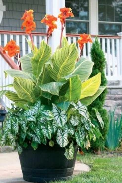 Bengal Tiger Canna Lily - 1 Gallon Pot -Plant Promotion Store canna pretoria bengal tiger 4
