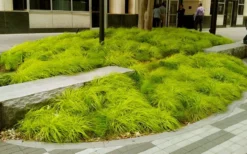 Evercolor Everillo Carex - 1 Gallon Pot -Plant Promotion Store carex everillo 20 1