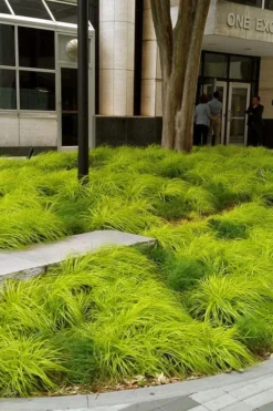 Evercolor Everillo Carex - 1 Gallon Pot -Plant Promotion Store carex everillo 21