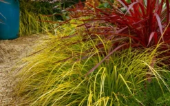 Evercolor Everillo Carex - 1 Gallon Pot -Plant Promotion Store carex everillo 23 1