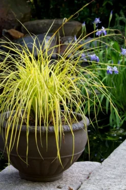 Evercolor Everillo Carex - 6 Pack Of 1 Gallon Pots -Plant Promotion Store carex everillo 24