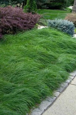 Pennsylvania Sedge (Carex Pennsylvanica) - 16 Pack 1 Gallon Pots -Plant Promotion Store carex pennsylvanica pennylvania sedge 4