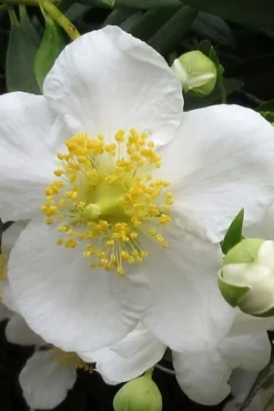 Elizabeth Bush Anemone (Carpentaria Californica) - 5 Gallon Pot 11 Elizabeth Bush Anemone (Carpentaria Californica) - 5 Gallon Pot -Plant Promotion Store carpentaria californica elizabeth bush anemone 1