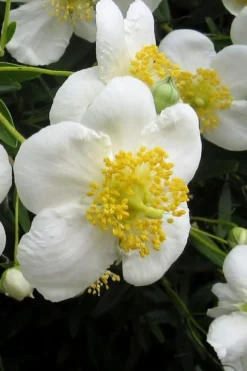 Elizabeth Bush Anemone (Carpentaria Californica) - 5 Gallon Pot 13 Elizabeth Bush Anemone (Carpentaria Californica) - 5 Gallon Pot -Plant Promotion Store carpentaria californica elizabeth bush anemone 3