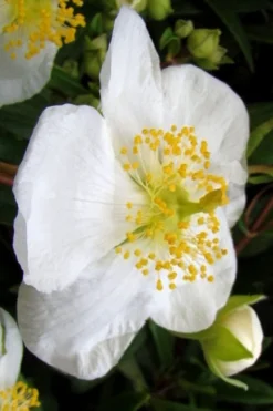 Elizabeth Bush Anemone (Carpentaria Californica) - 5 Gallon Pot 15 Elizabeth Bush Anemone (Carpentaria Californica) - 5 Gallon Pot -Plant Promotion Store carpentaria californica elizabeth bush anemone 5