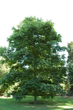Hardy Pecan Tree (Carya Illinoinensis) - 1 Gallon Pot -Plant Promotion Store carya illinionensis hardy pecan 2