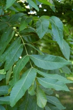 Hardy Pecan Tree (Carya Illinoinensis) - 1 Gallon Pot -Plant Promotion Store carya illinionensis hardy pecan 5