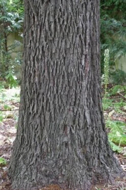 Hardy Pecan Tree (Carya Illinoinensis) - 1 Gallon Pot -Plant Promotion Store carya illinionensis hardy pecan 6