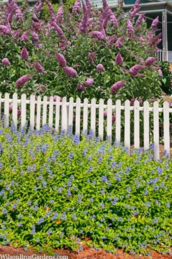 Beekeeper Blue Mist Shrub (Caryopteris) - 3 Gallon Pot -Plant Promotion Store caryopteris beekeeper bluebeard 5