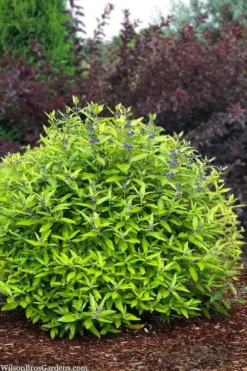 Beekeeper Blue Mist Shrub (Caryopteris) - 3 Gallon Pot -Plant Promotion Store caryopteris beekeeper bluebeard 6