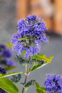 Beekeeper Blue Mist Shrub (Caryopteris) - 3 Gallon Pot -Plant Promotion Store caryopteris beeker bluebeard 2