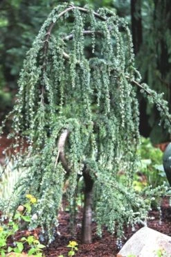 Serpentine Weeping Blue Atlas Cedar - 5 Gallon Pot 11 Serpentine Weeping Blue Atlas Cedar - 5 Gallon Pot -Plant Promotion Store ceadr blue atlas serpentine 1