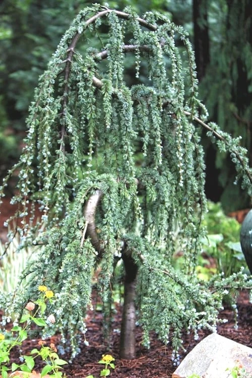 Serpentine Weeping Blue Atlas Cedar - 5 Gallon Pot 6 Serpentine Weeping Blue Atlas Cedar - 5 Gallon Pot - Image 6