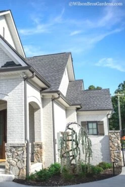 Serpentine Weeping Blue Atlas Cedar - 5 Gallon Pot 9 Serpentine Weeping Blue Atlas Cedar - 5 Gallon Pot -Plant Promotion Store cedar blue atlas serpentine 11