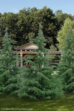 Deodar Cedar - 5 Gallon Pot (3-4') -Plant Promotion Store cedar deodar 24 1