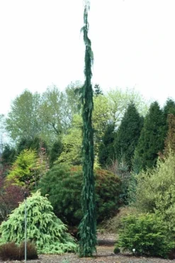 Van Den Akker Nootka Cypress - 6 Gallon Pot